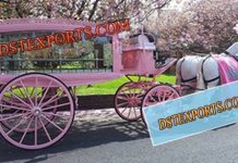 Pinkish Funeral Horse Carriage