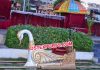 Wedding Wooden Swan Doli