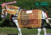 Indian Wedding Horse Wear Decoration Set Indian Wedding Horse Wear Decoration Set