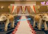 Indian Wedding Elephant Statues Entrance Decor Indian Wedding Elephant Statues Entrance Decor