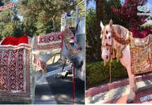 Special Indian Wedding Horse Costume Manufacturer Special Wedding Horse Costume Manufacturer