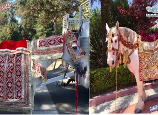 Special Indian Wedding Horse Costume Manufacturer Special Wedding Horse Costume Manufacturer
