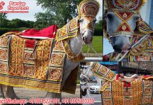 Wedding Embroidered Horse Costume Manufacturer