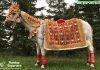 Embroidered Red Costume For Wedding Horse