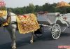 Amazing Wedding White Horse Costume